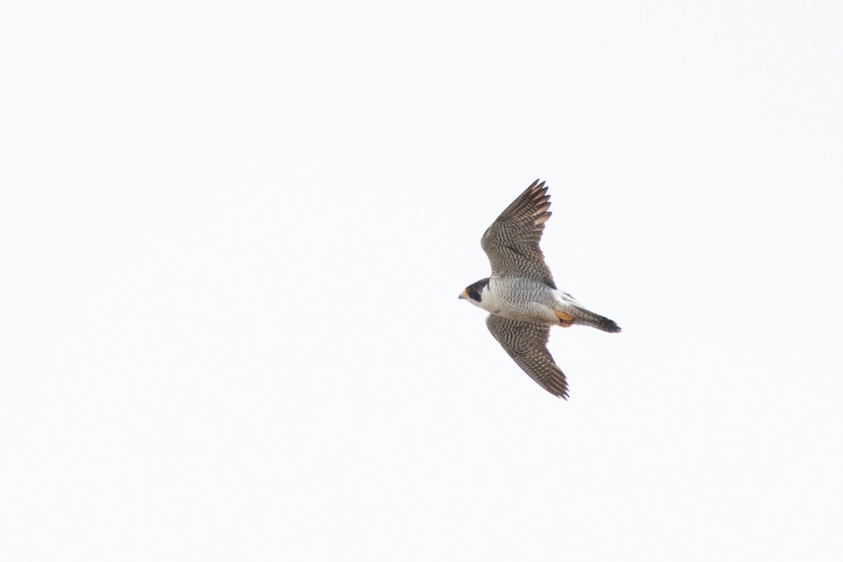 Peregrine Falcon - ML638230432