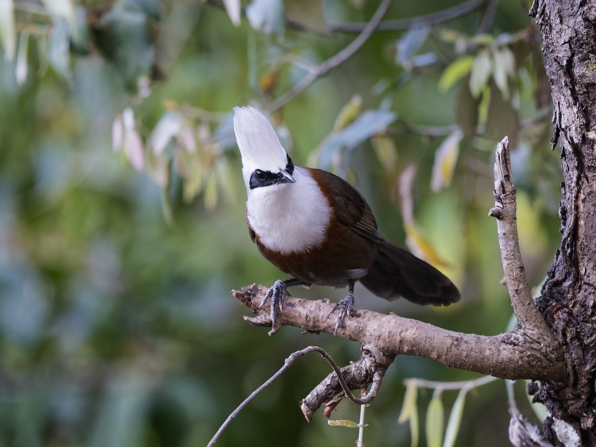 White-crested Laughingthrush - ML638230437