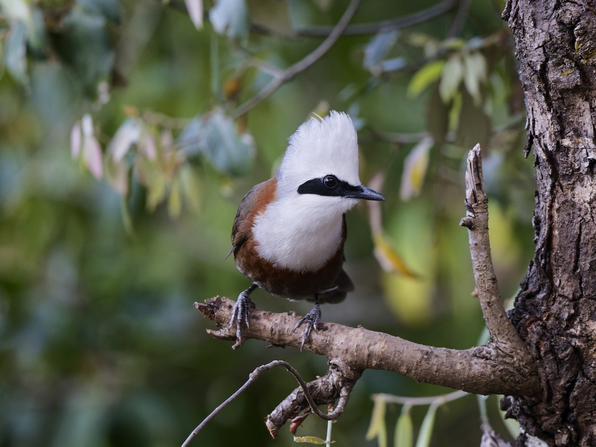 White-crested Laughingthrush - ML638230438