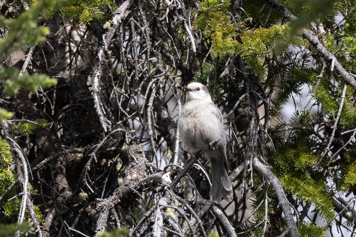 Canada Jay - ML638230439