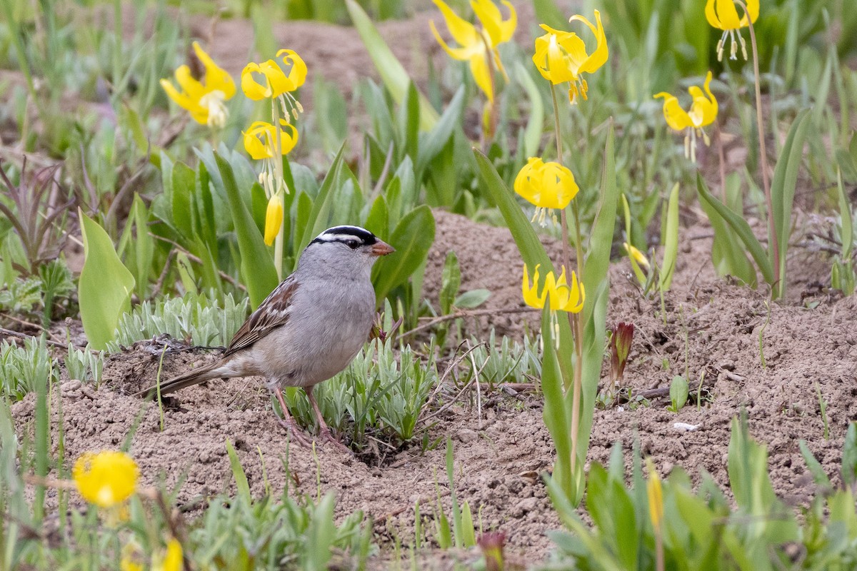 White-crowned Sparrow - ML638230443