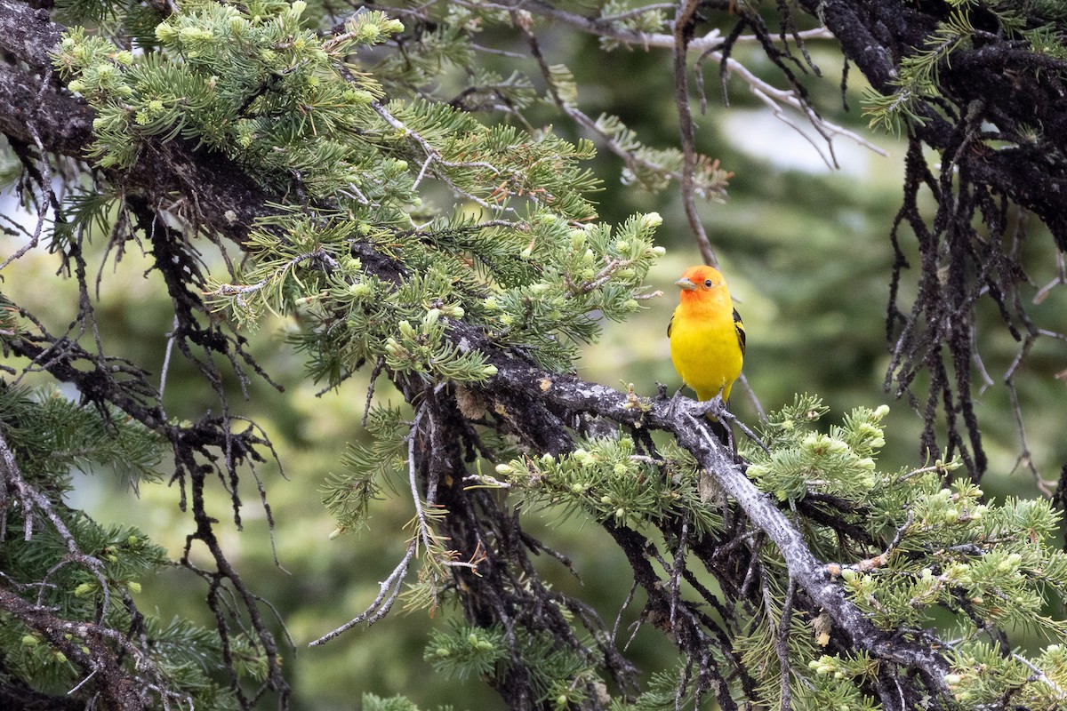 Western Tanager - ML638230445