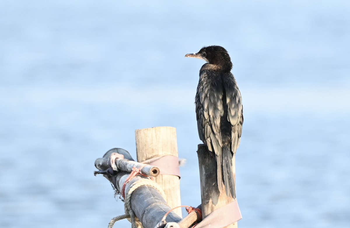 Little Cormorant - ML638230446