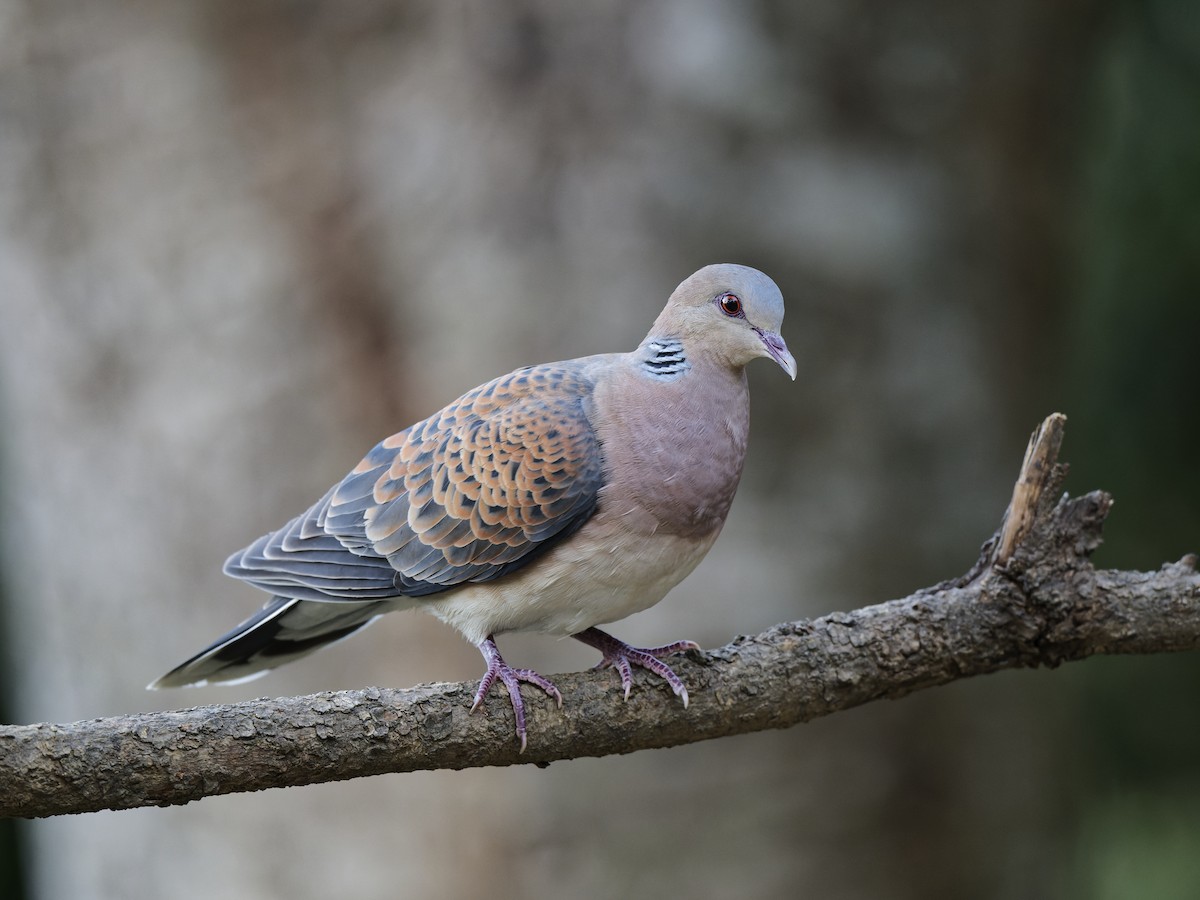 Oriental Turtle-Dove - ML638230447