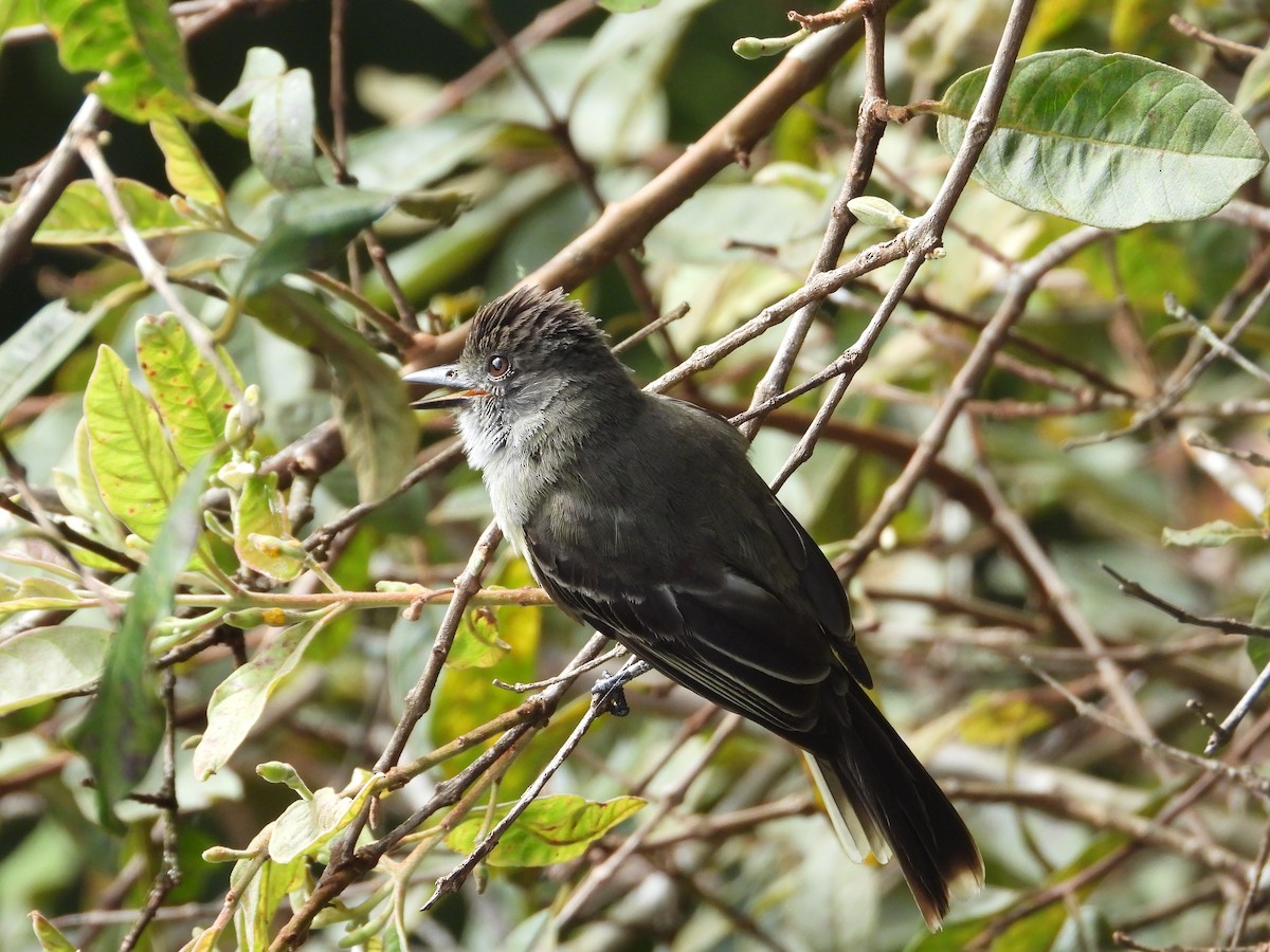 Apical Flycatcher - ML638230448