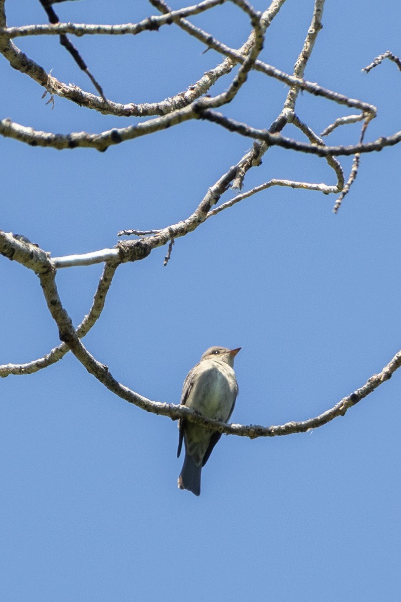 Western Wood-Pewee - ML638230456
