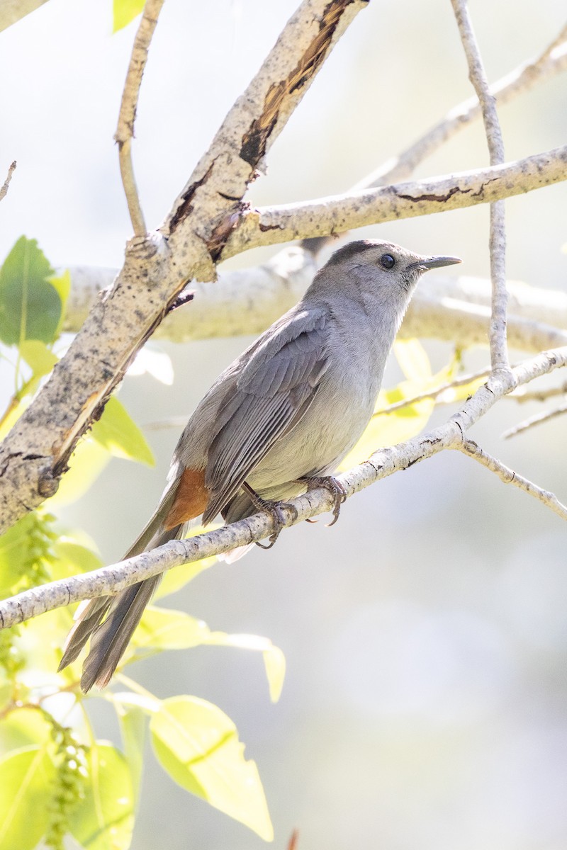 Gray Catbird - ML638230457