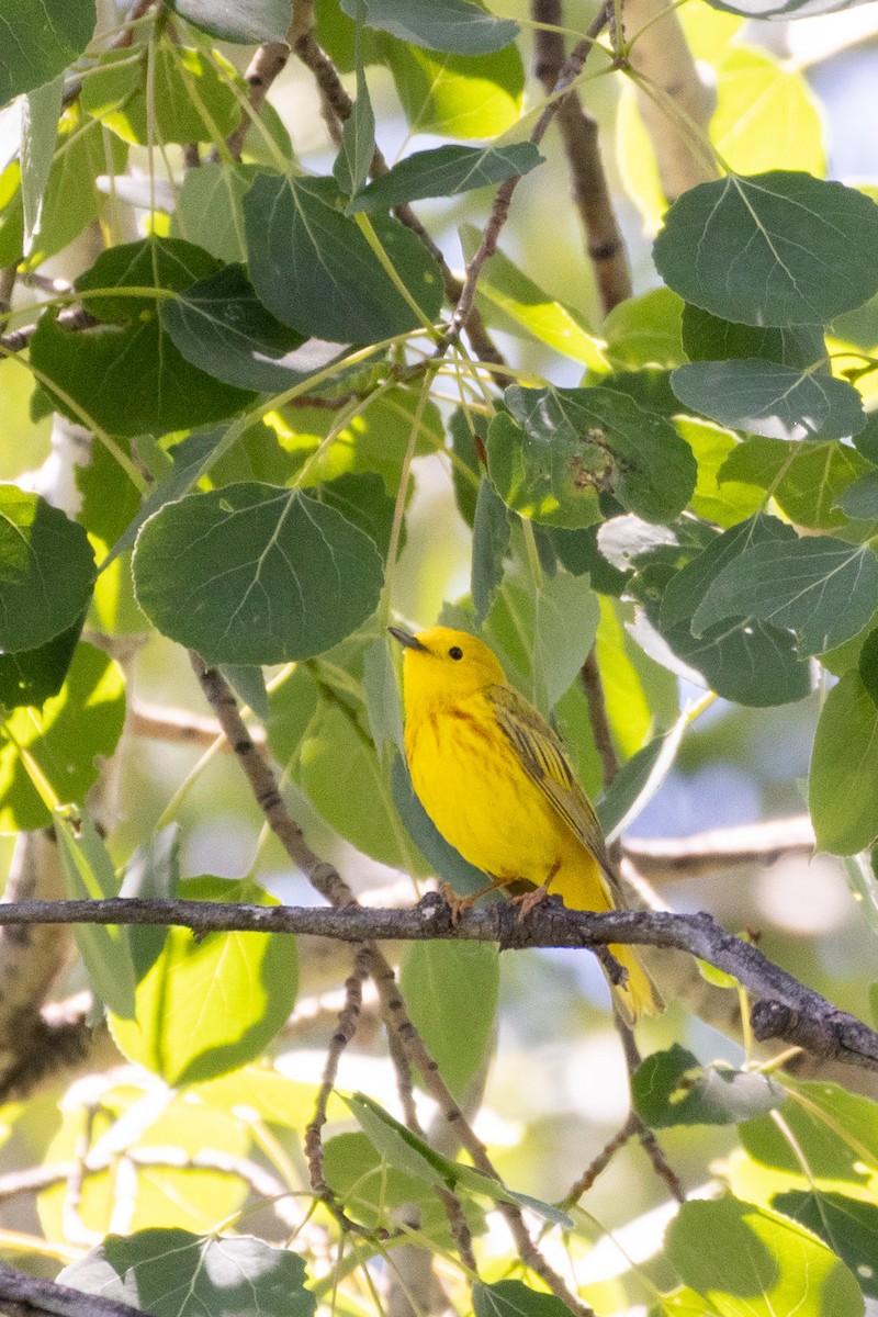 Northern Yellow Warbler - ML638230460