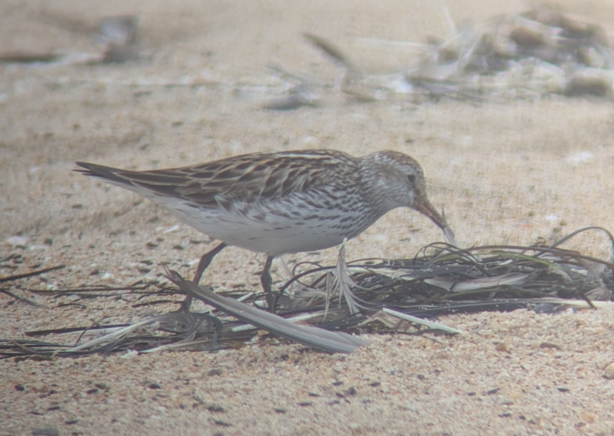 White-rumped Sandpiper - ML638230465