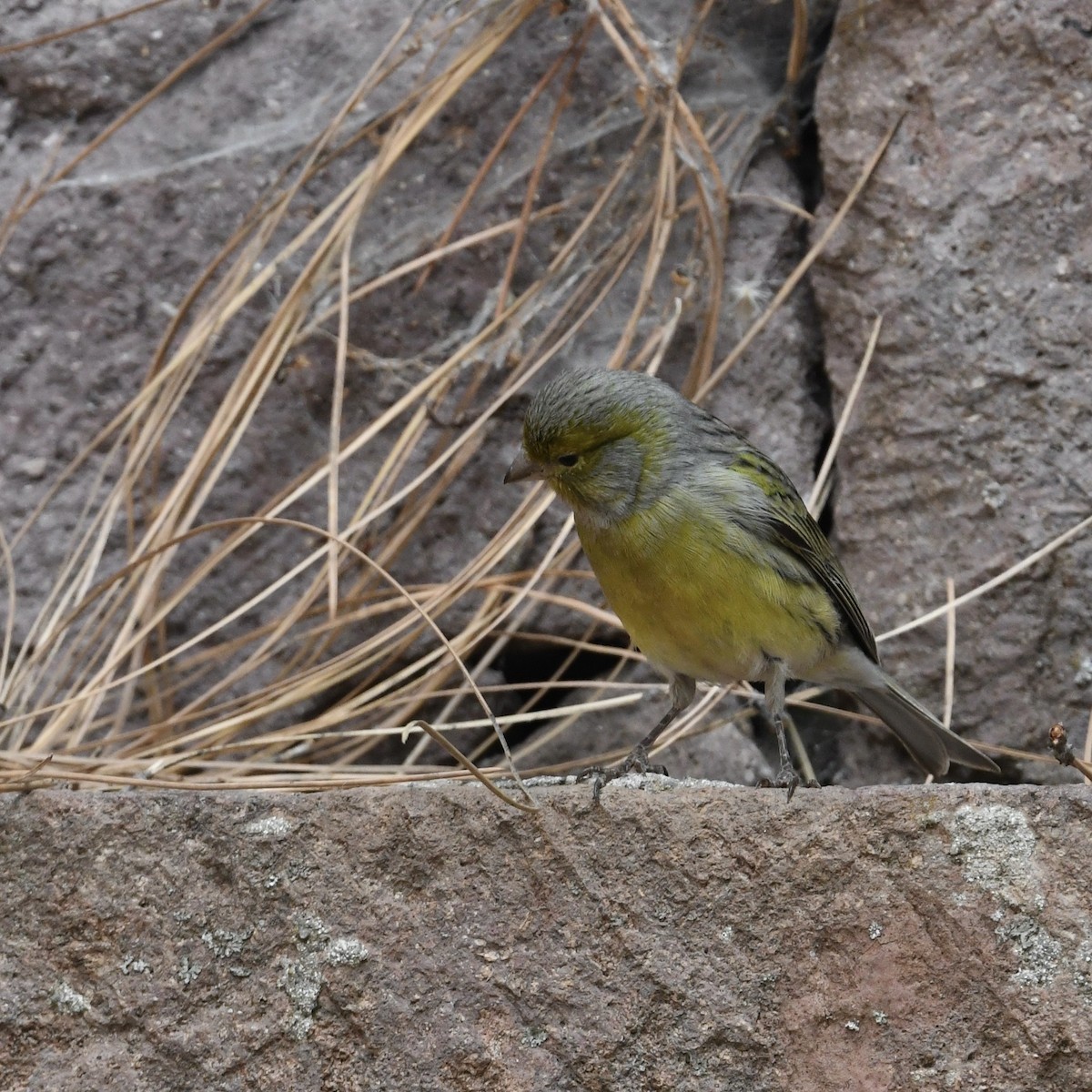 Island Canary - ML638230469