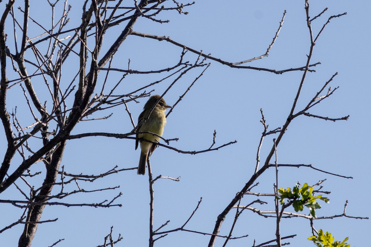 Western Flycatcher - ML638230483
