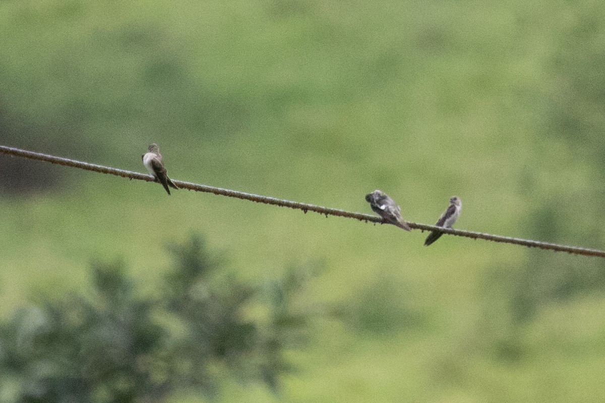 swallow sp. - ML638230507