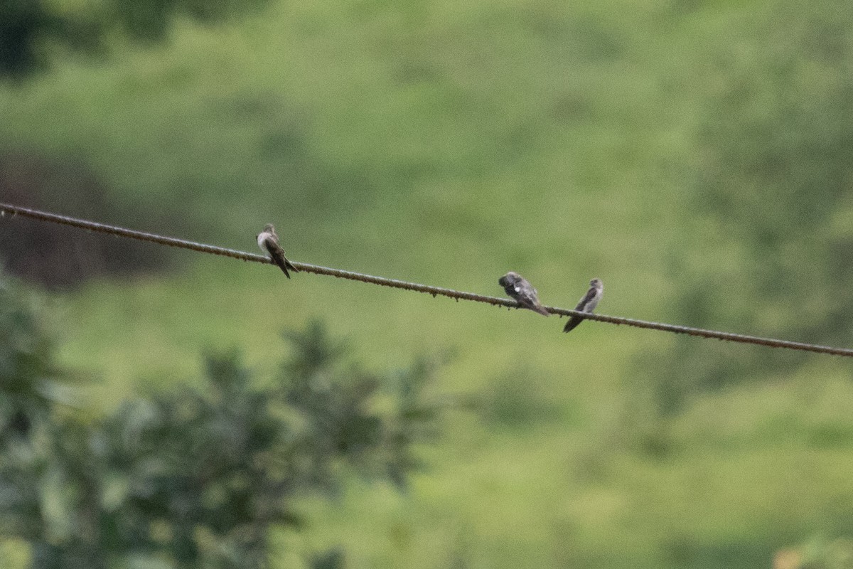 swallow sp. - ML638230508