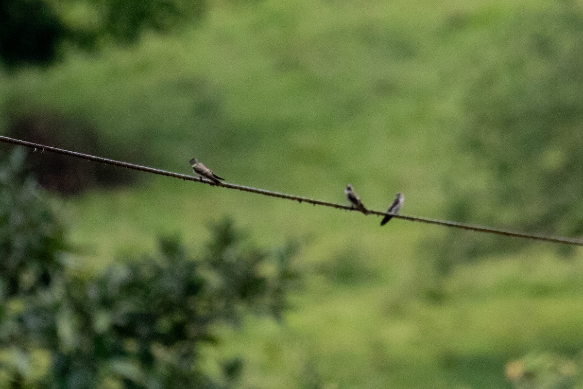 swallow sp. - ML638230509