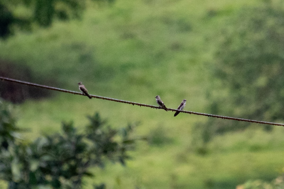 swallow sp. - ML638230510