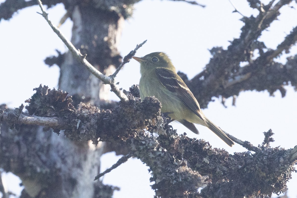 Yellow-bellied Flycatcher - ML638230533