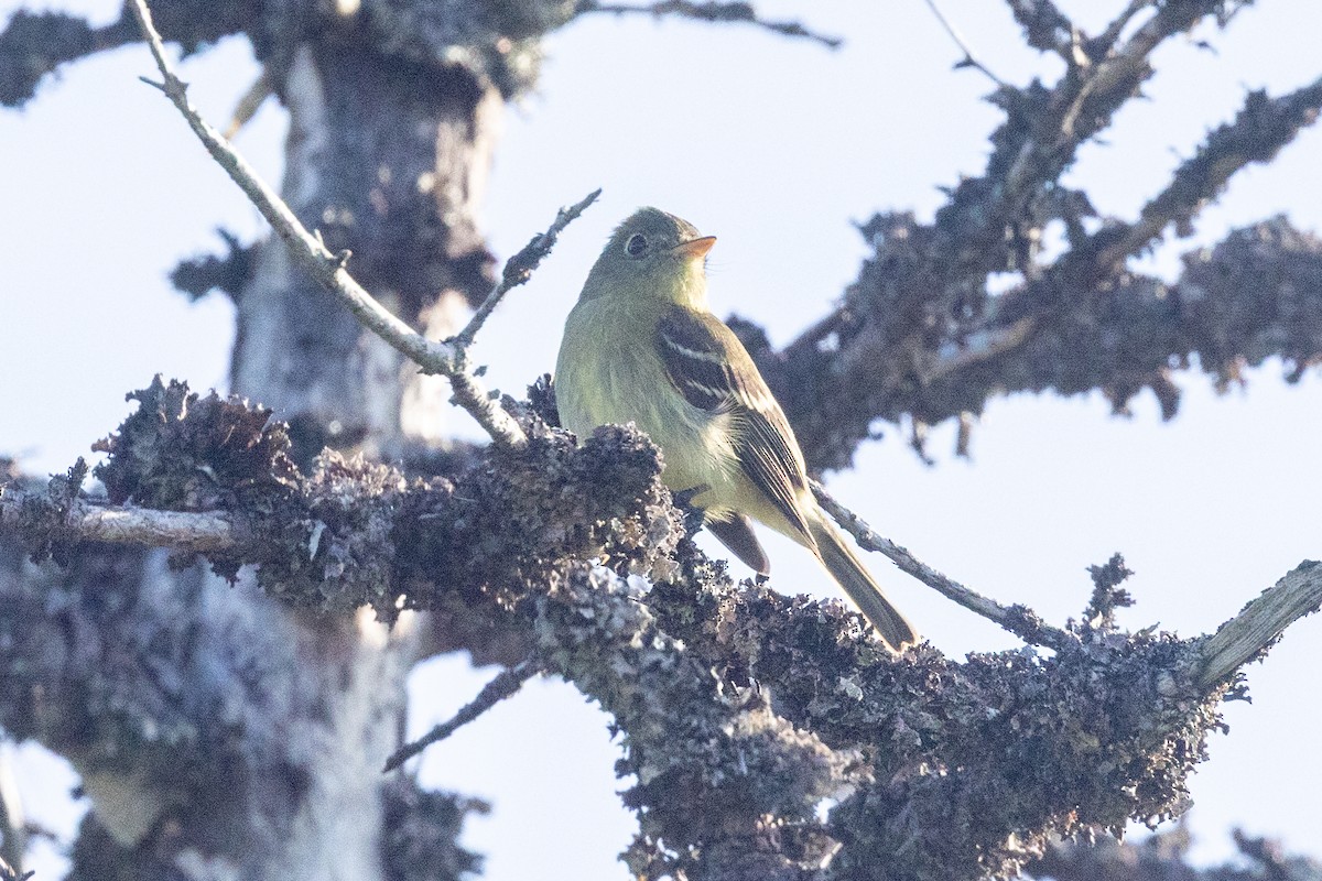 Yellow-bellied Flycatcher - ML638230535
