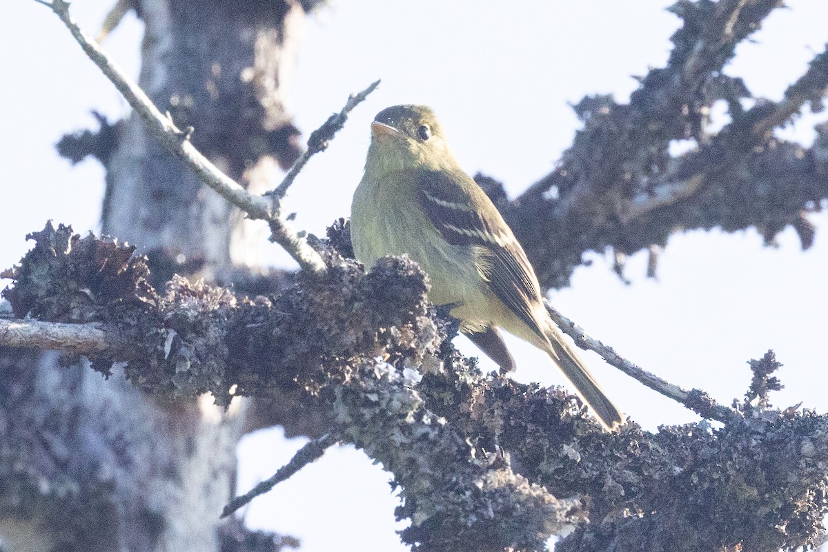 Yellow-bellied Flycatcher - ML638230537