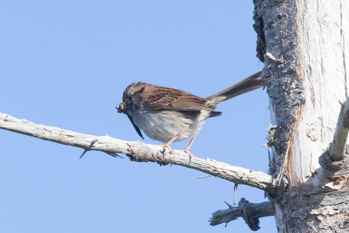 White-throated Sparrow - ML638230558