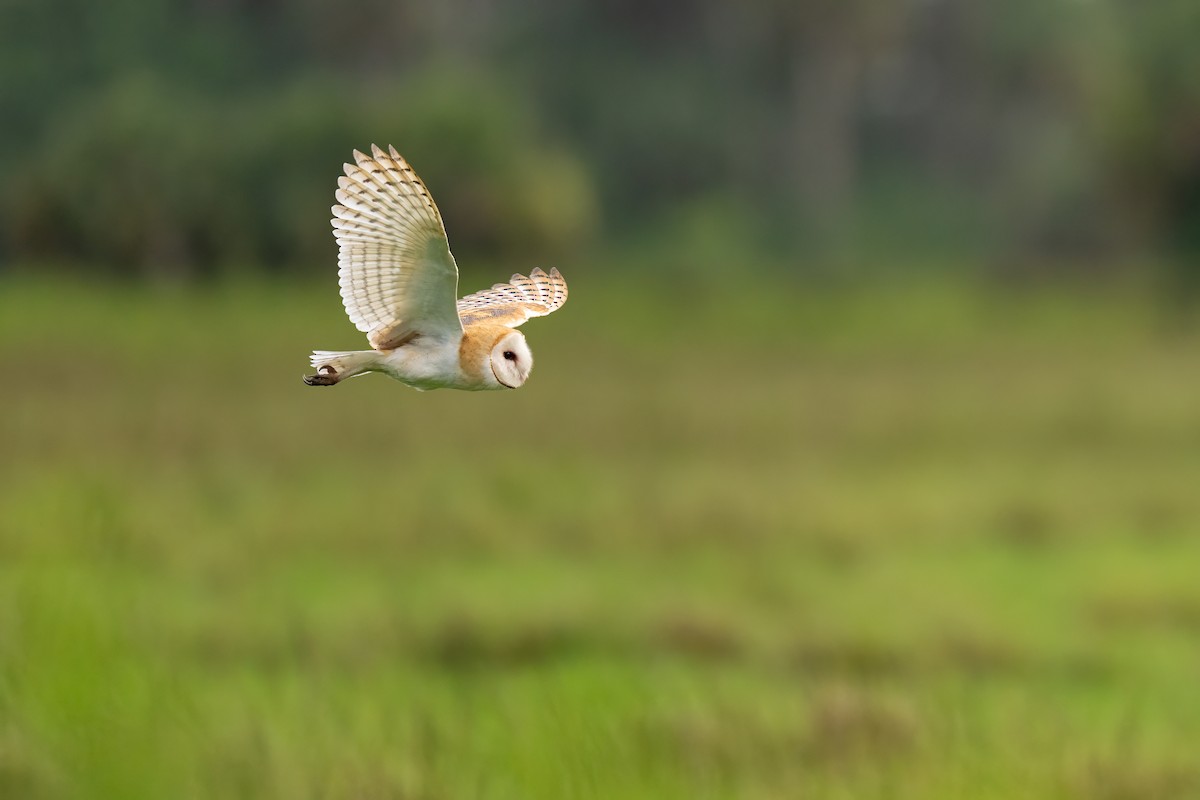 American Barn Owl - ML638230570