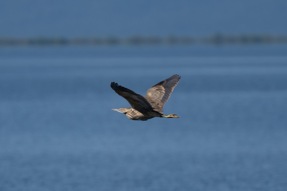 American Bittern - ML638230578