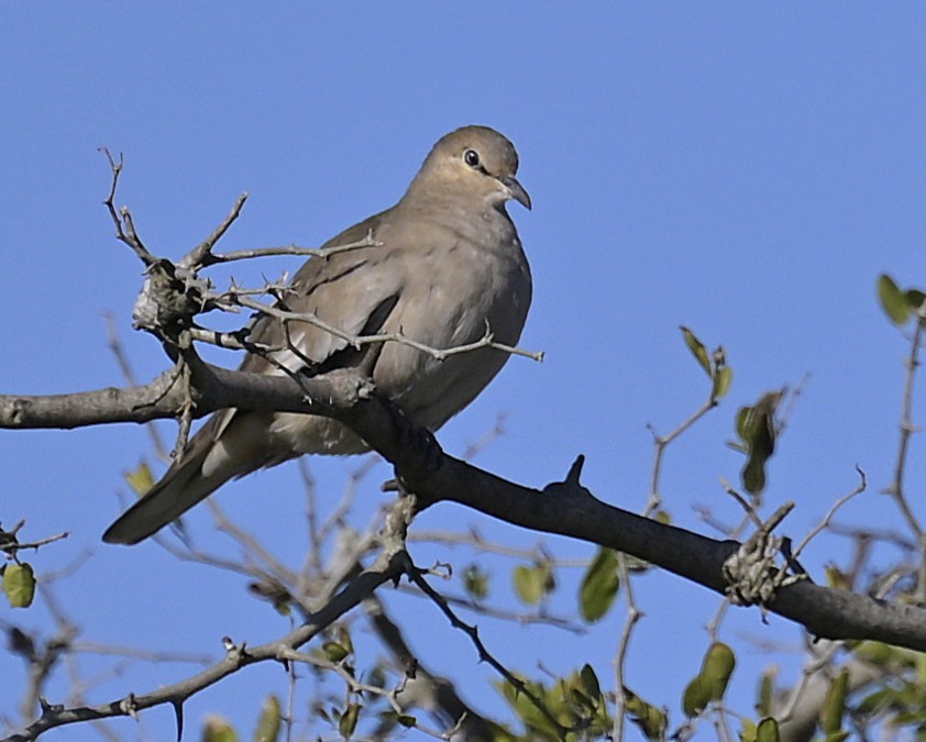 Colombe picui - ML638230580
