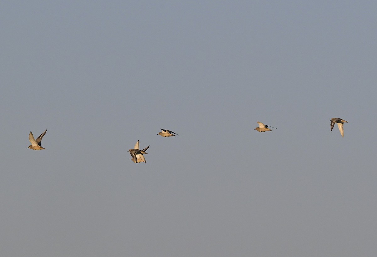 Tawny-throated Dotterel - ML638230583