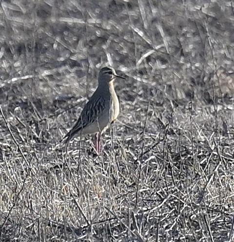Tawny-throated Dotterel - ML638230584