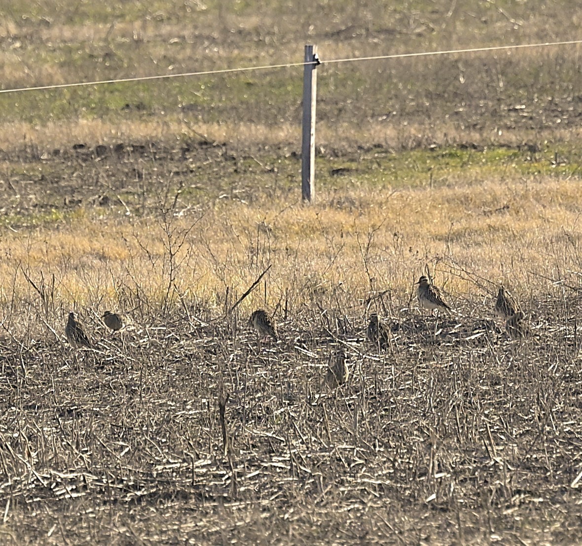 Tawny-throated Dotterel - ML638230587