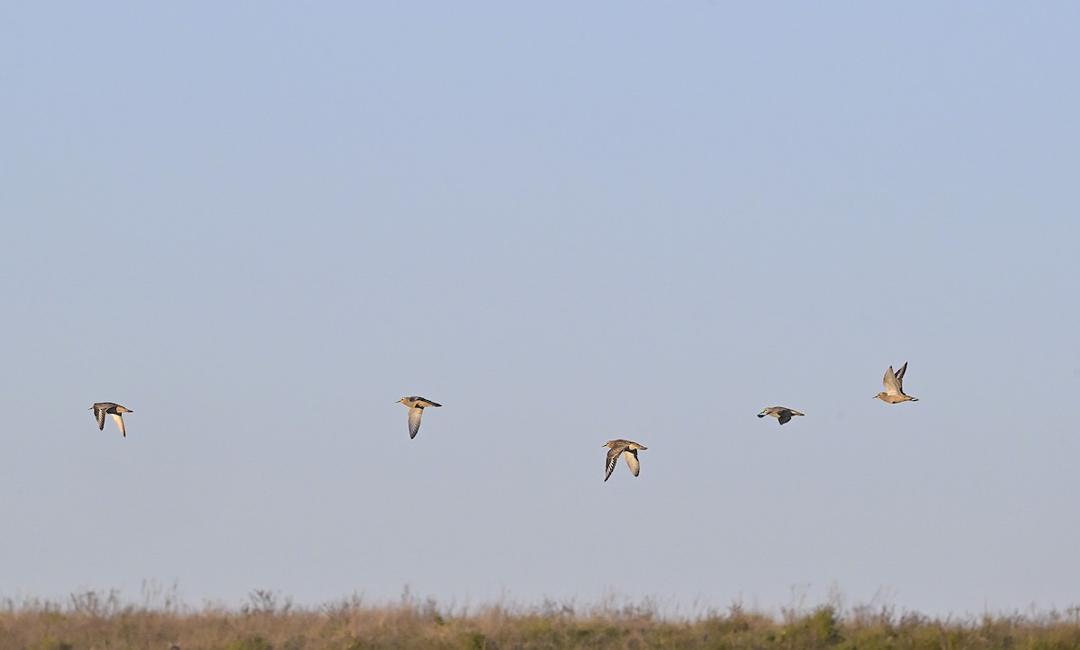 Tawny-throated Dotterel - ML638230588