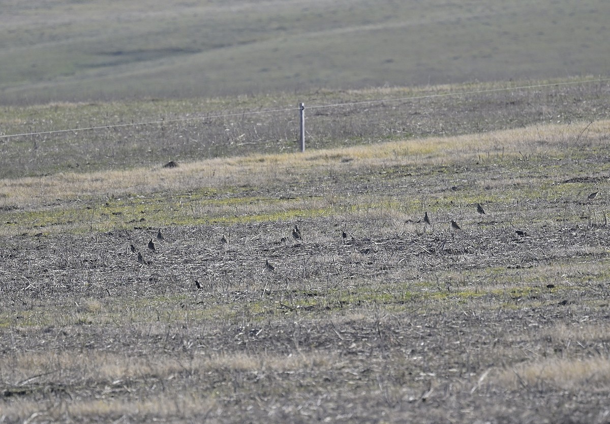 Tawny-throated Dotterel - ML638230592