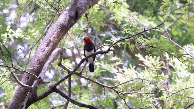 Brown-breasted Barbet - ML638230606