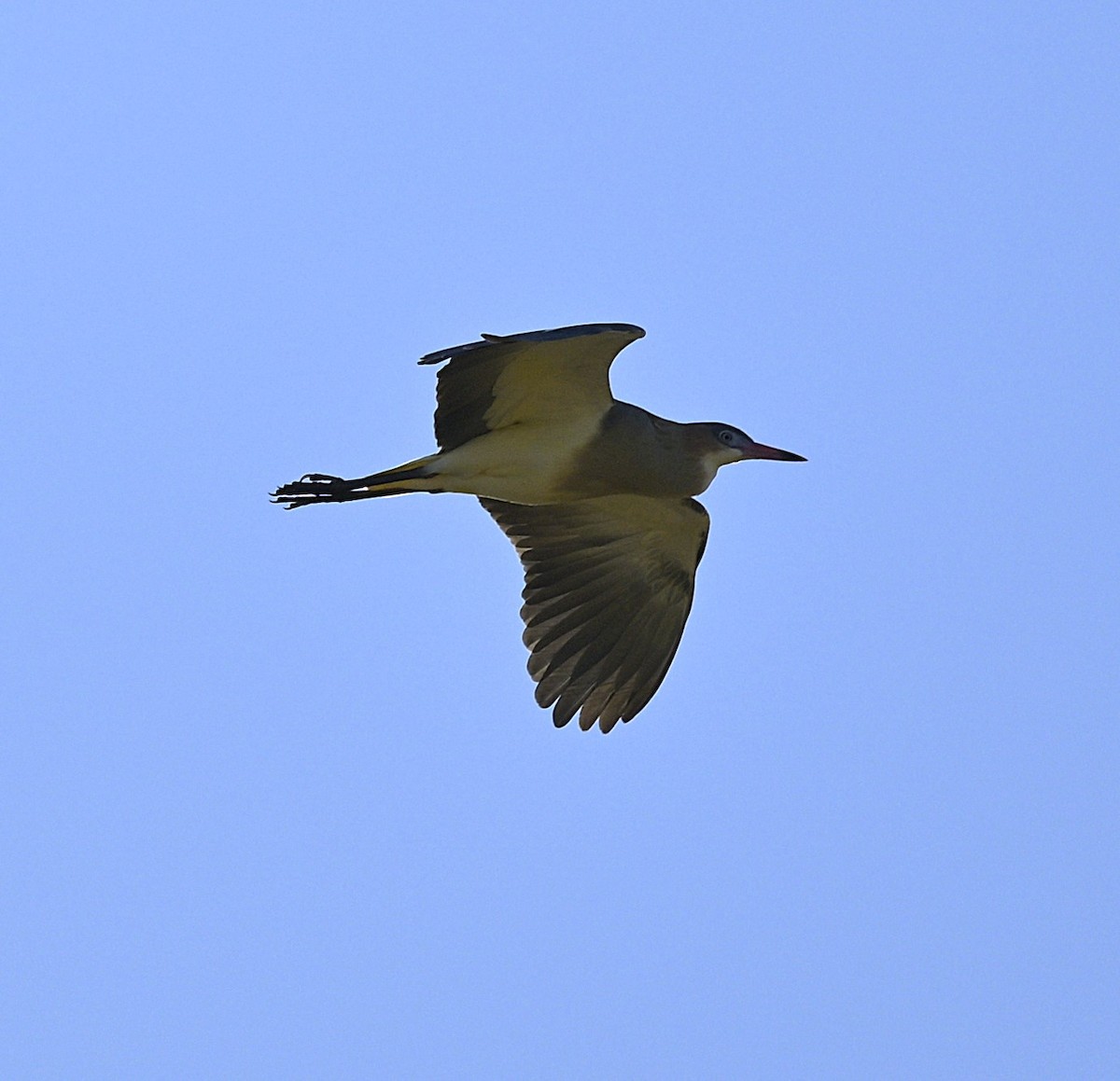 Whistling Heron - ML638230609