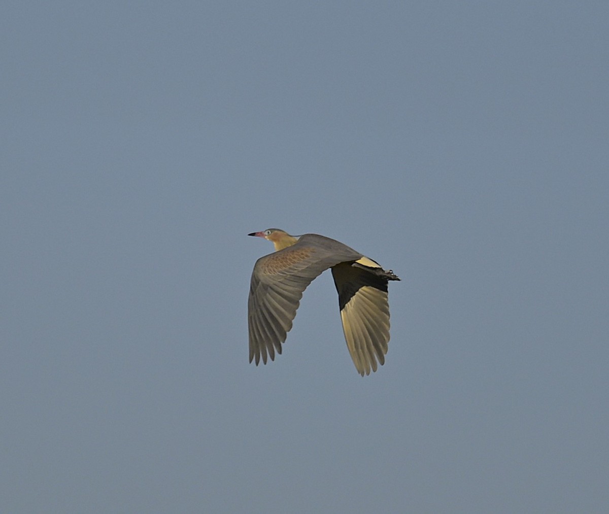 Whistling Heron - ML638230615