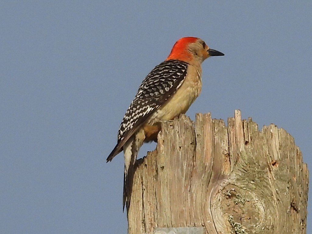 Red-bellied Woodpecker - ML638230629