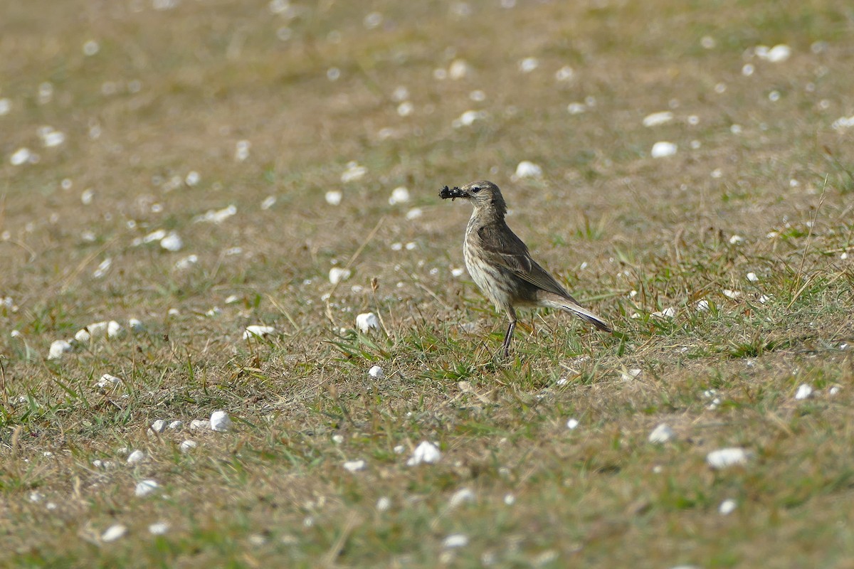 Rock Pipit - ML638230666