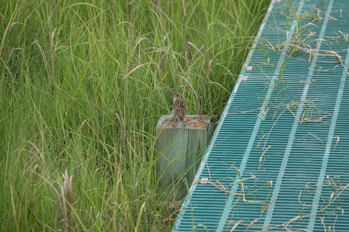 Saltmarsh Sparrow - ML638230673
