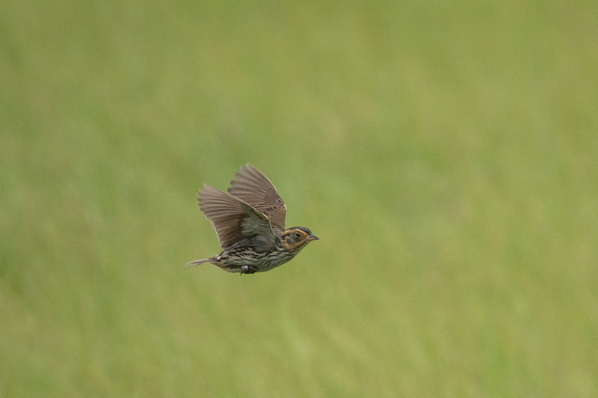 Saltmarsh Sparrow - ML638230675