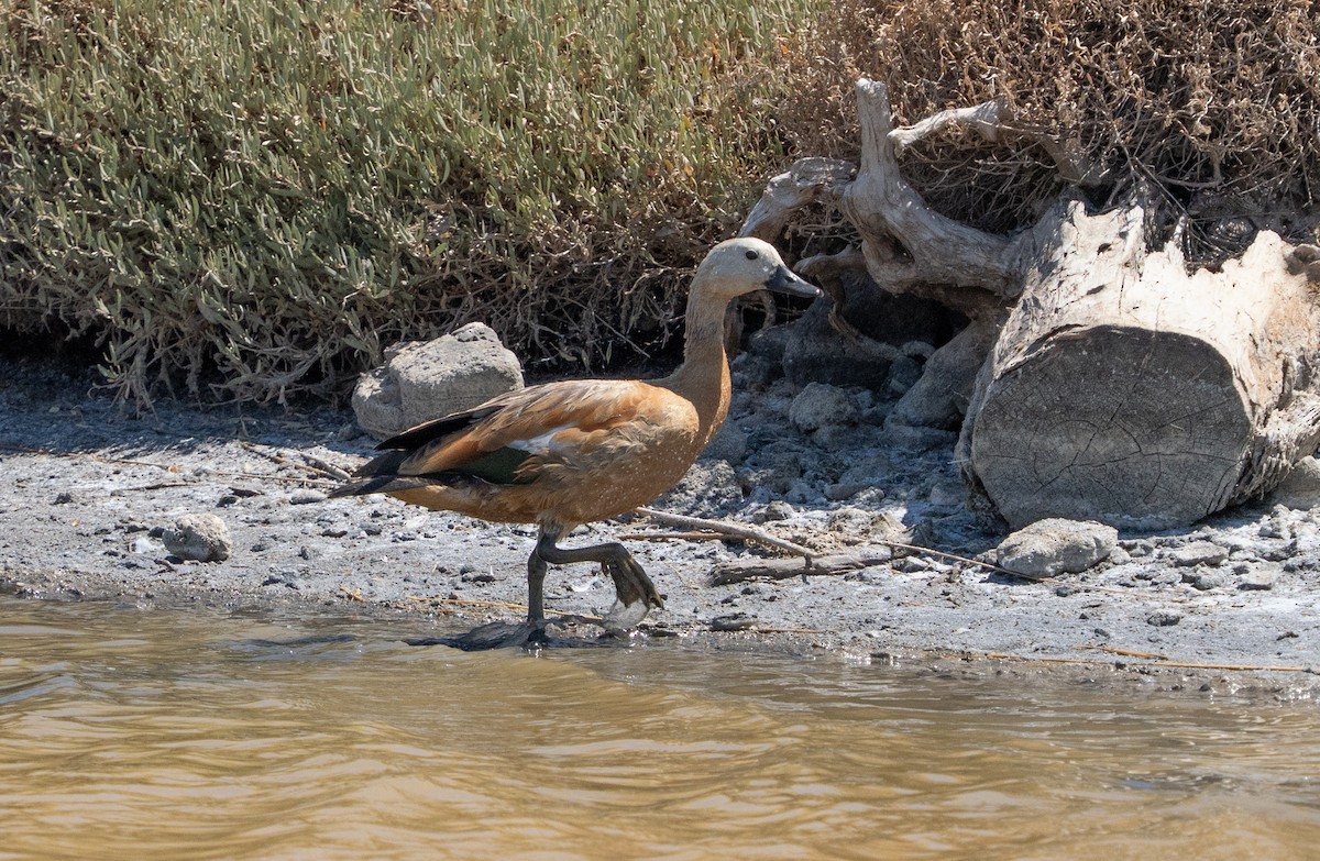 Ruddy Shelduck - ML638230679