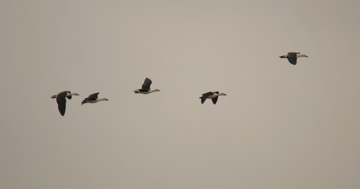 Knob-billed Duck - ML638230681