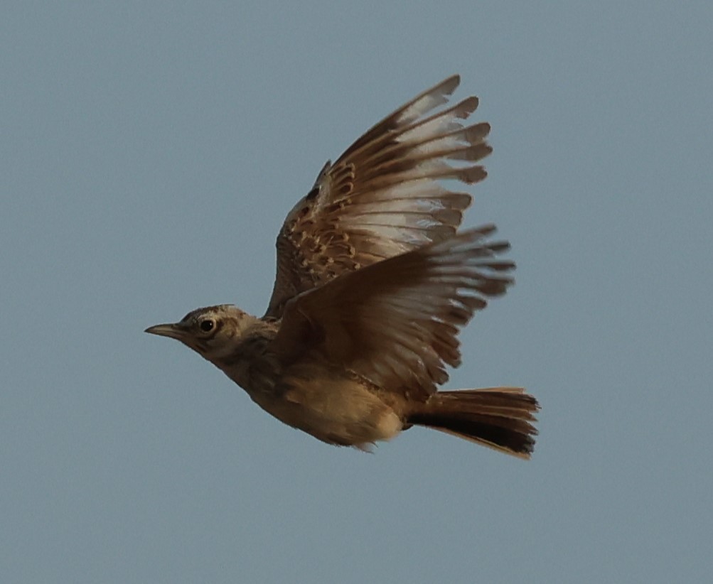 Calandra Lark - ML638230694