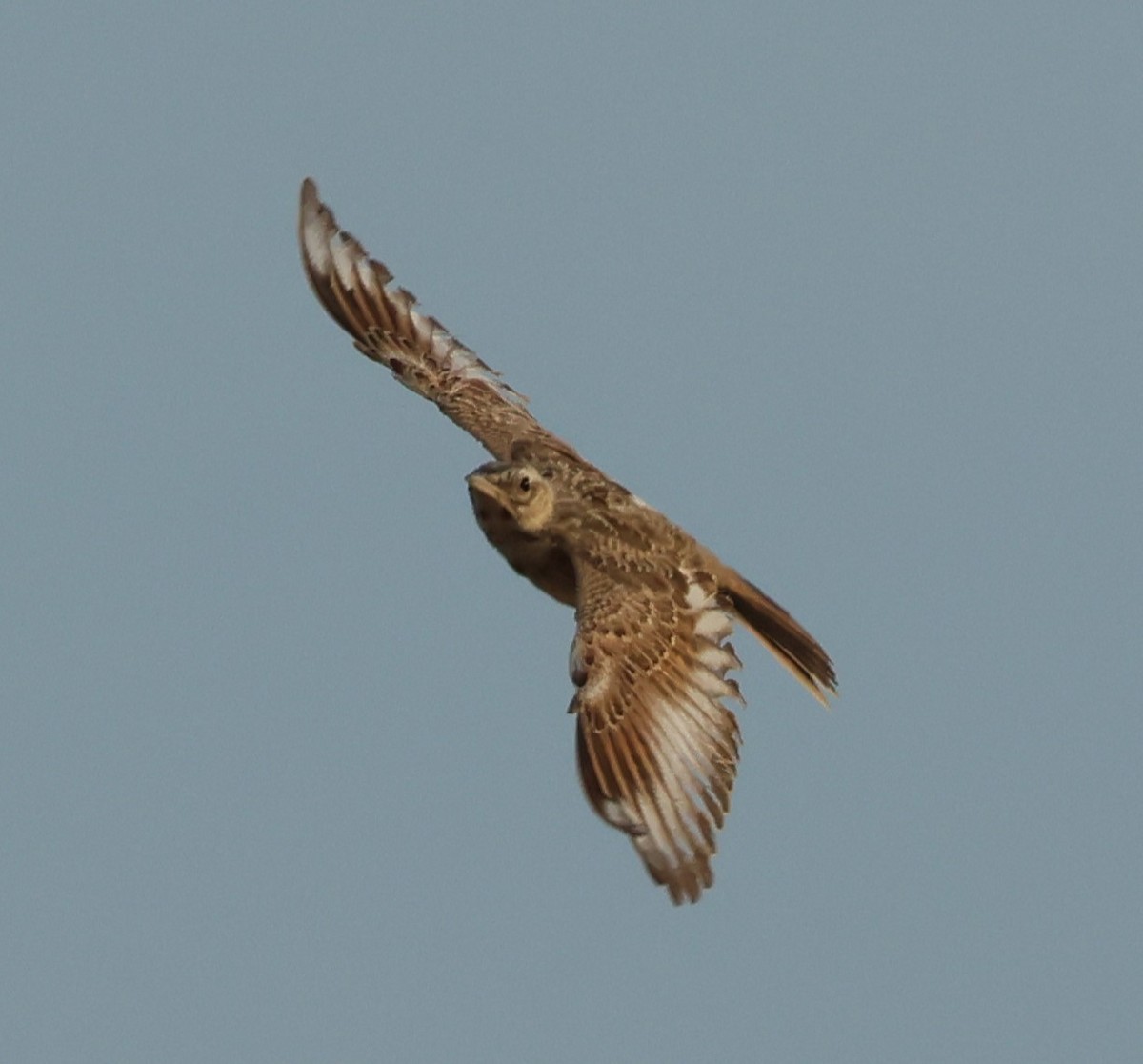 Calandra Lark - ML638230695