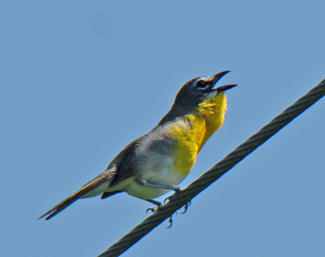 Yellow-breasted Chat - ML638230697
