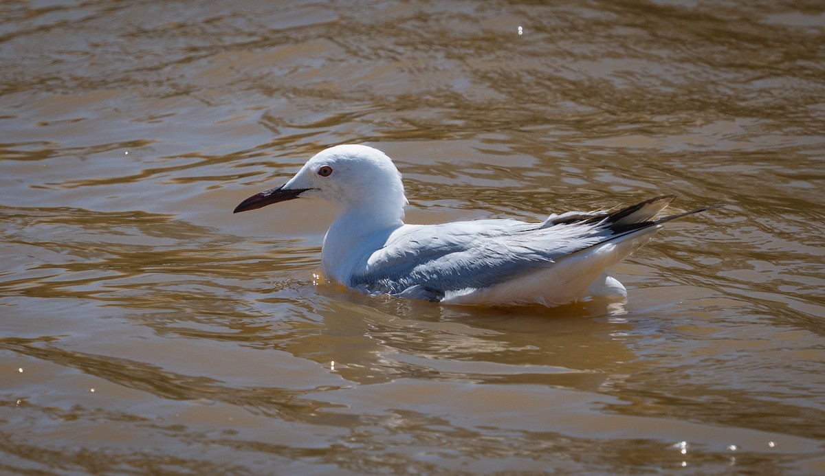 Slender-billed Gull - ML638230715