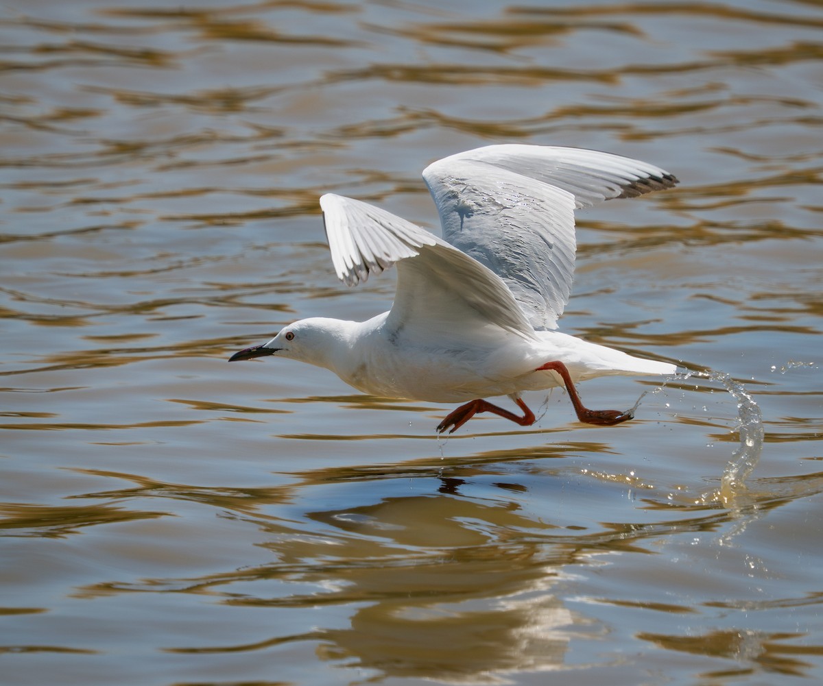 Slender-billed Gull - ML638230716