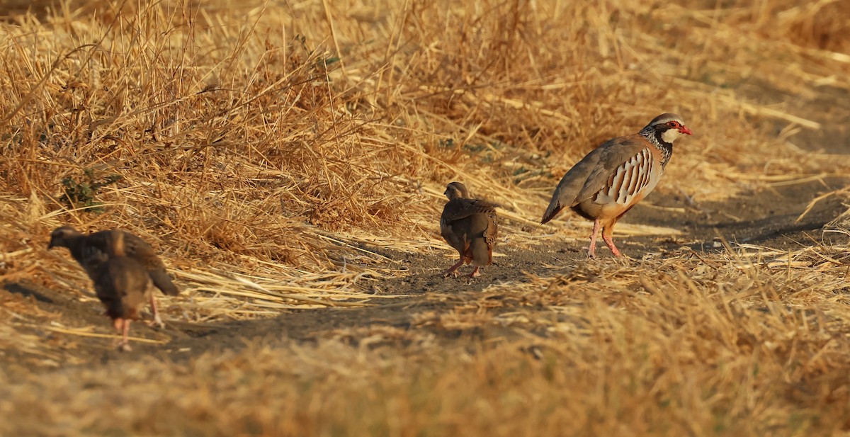 Red-legged Partridge - ML638230718