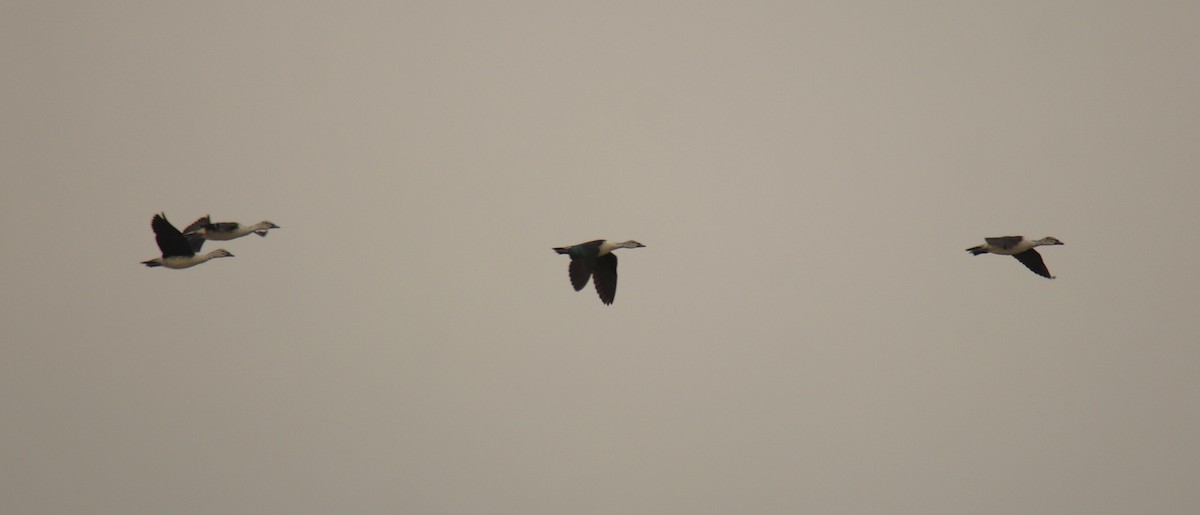Knob-billed Duck - ML638230732