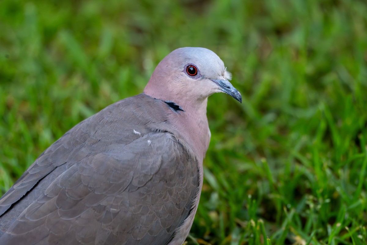 Red-eyed Dove - ML638230749