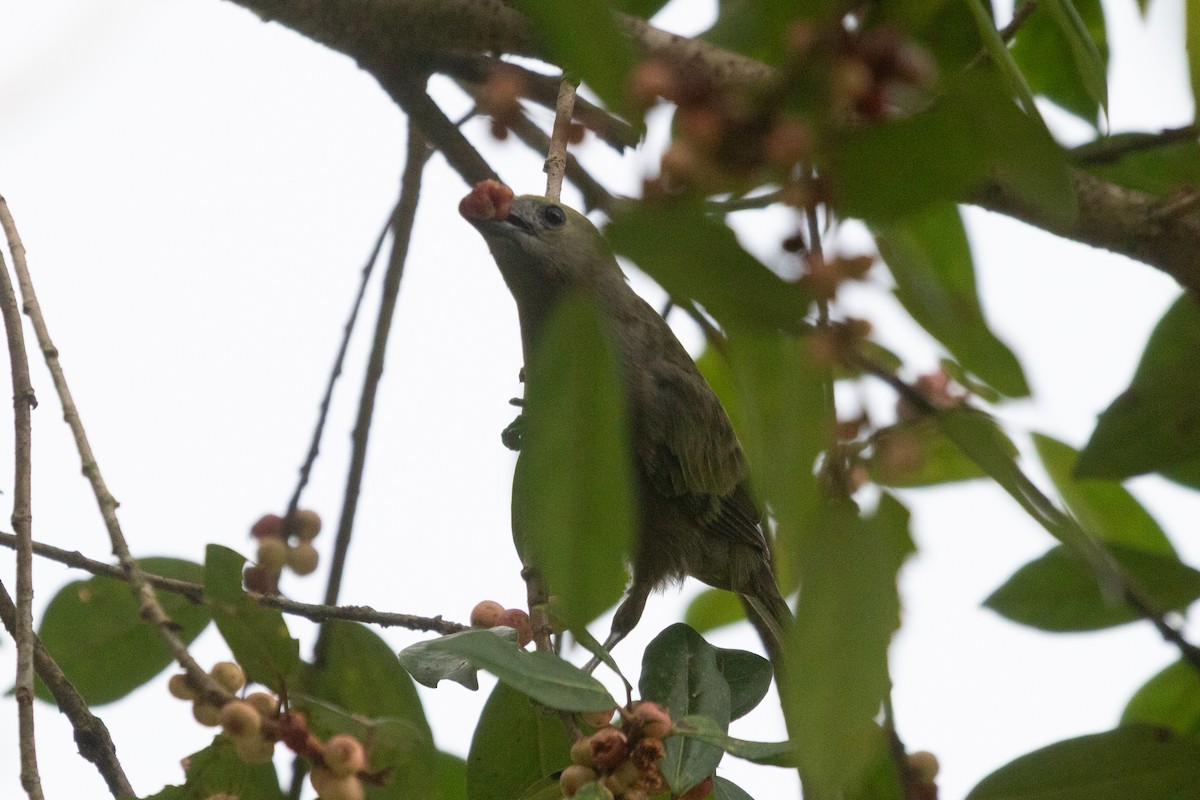 Palm Tanager - ML638230751