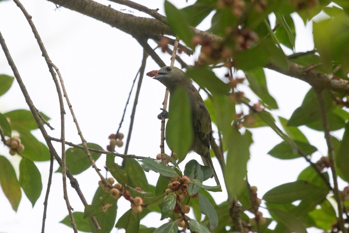 Palm Tanager - ML638230752